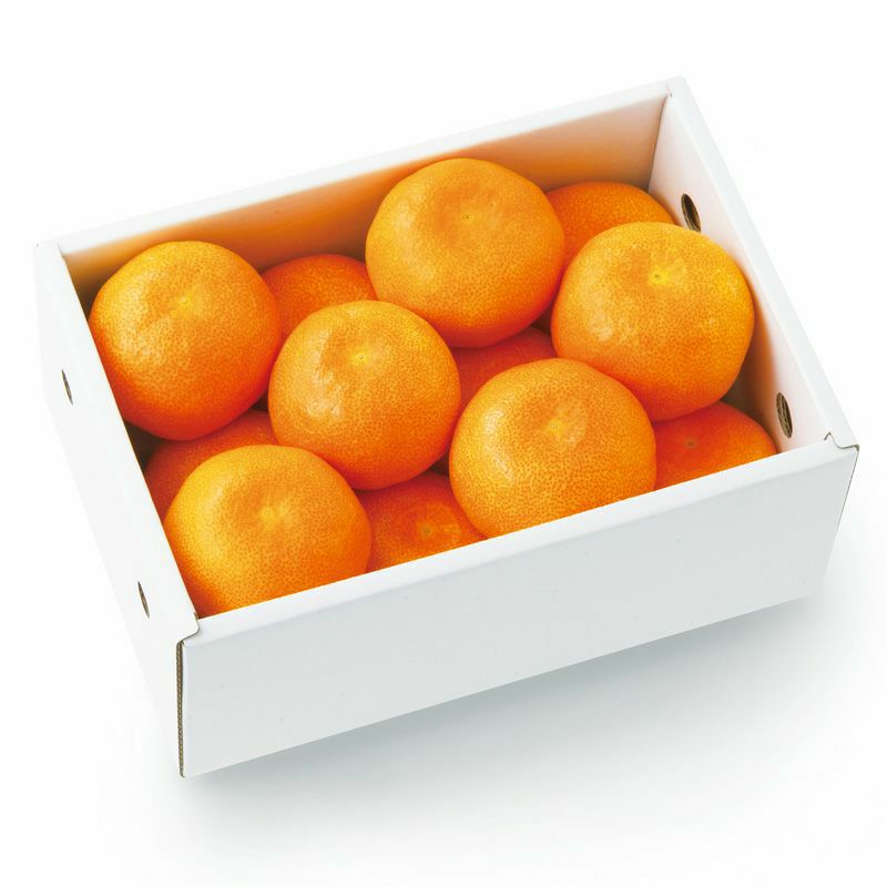 Ball&Chain×KINOKUNIYA | 紀ノ国屋 公式オンラインストア