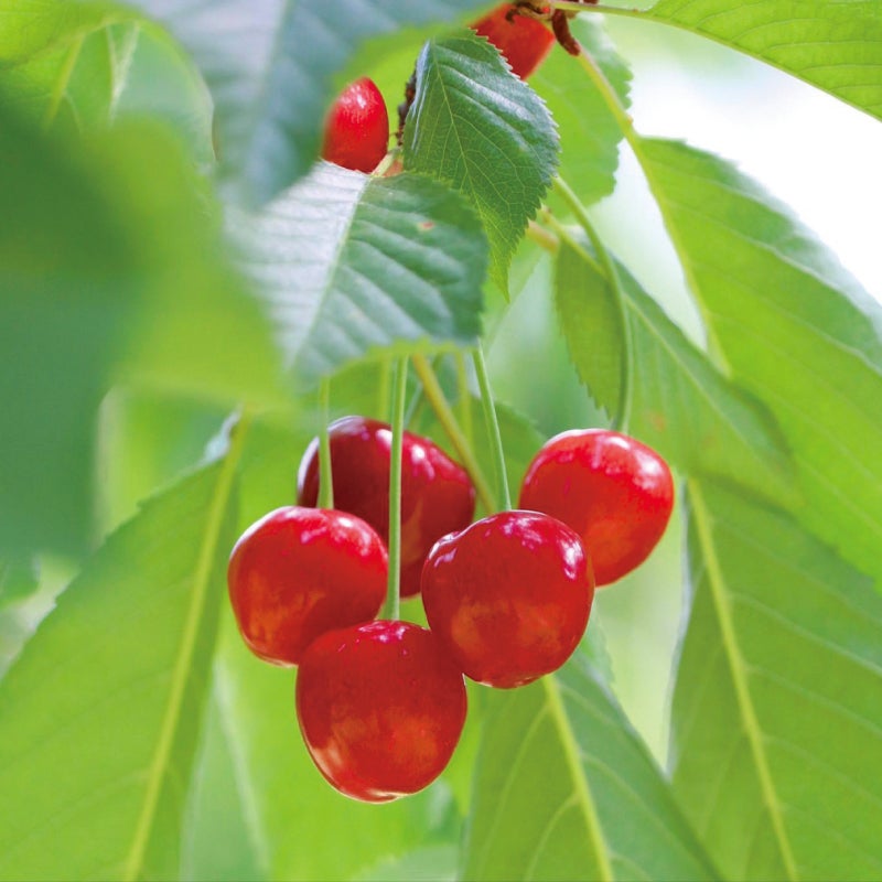 産地直送】〈山形 川口観光果樹園〉紅秀峰（大粒）500g×2箱（冷蔵